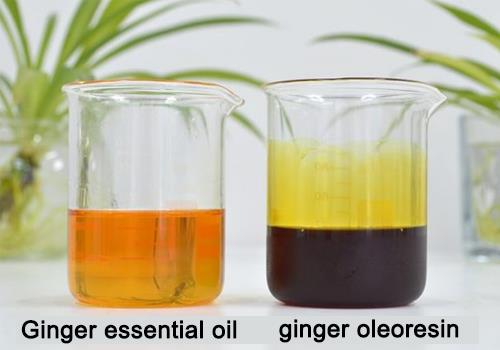 ginger oleoresin