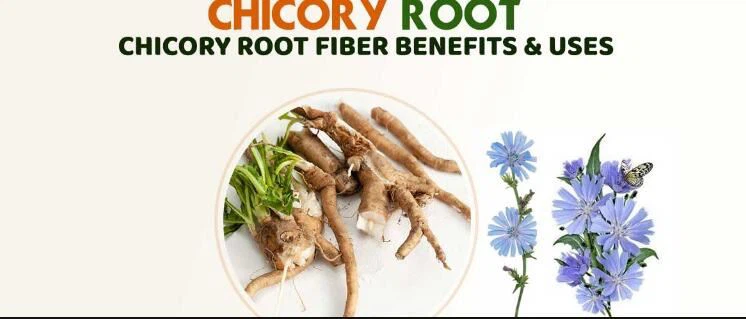 Chicory root fiber side effects Chicory root fiber side effects