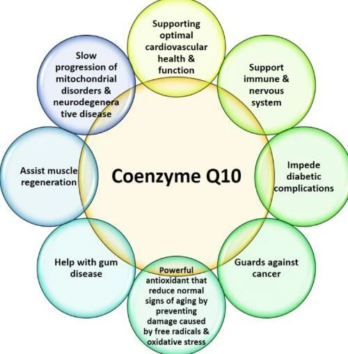 Function of CoQ10