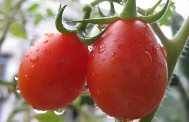 Tomato Fruit Powder-1