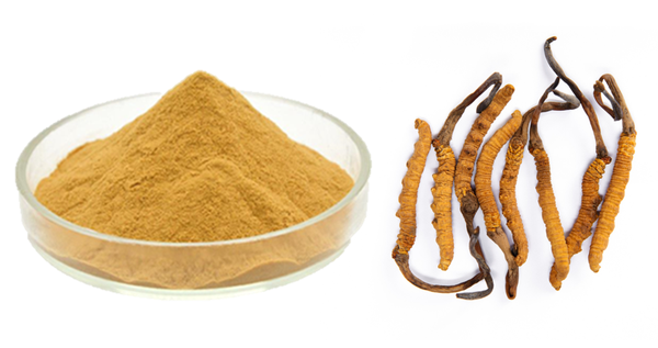Cordyceps Mushroom Extract Cordyceps Mushroom Extract