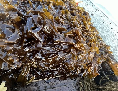 Kelp vs Seaweed: Βασικές διαφορές, οφέλη, χρήσεις και ποιο είναι καλύτερο;
