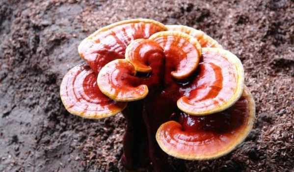 Τι είναι το εκχύλισμα Ganoderma Lucidum;
