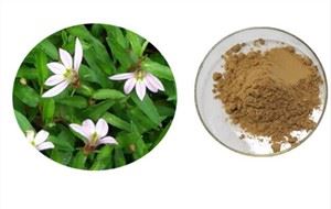 Lobelia Herb Powder